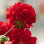 Geranium – Calliope Large Dark Red – 16″ Moss Hanging Basket